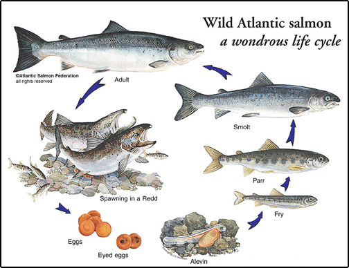 Lifecycle chart from www.fws.gov